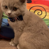 British Shorthair, Kedi  Victor fotoğrafı