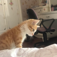 Sarman, Kedi  Tarçın fotoğrafı