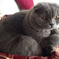 Scottish Fold, Kedi  Piston fotoğrafı