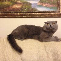 Scottish Fold, Kedi  Piston fotoğrafı