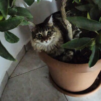 Tekir Kedi, Kedi  Ruby fotoğrafı