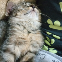 Tekir Kedi, Kedi  Acil kalıcı yuva arıyoruz fotoğrafı