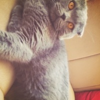 Scottish Fold, Kedi  Duman fotoğrafı