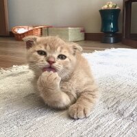 Scottish Fold, Kedi  Erik fotoğrafı