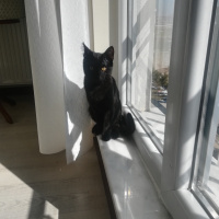 Bombay, Kedi  Kömür fotoğrafı