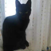 Bombay, Kedi  Kömür fotoğrafı