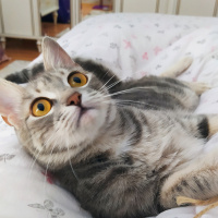 Brazilian Shorthair, Kedi  Peluş fotoğrafı