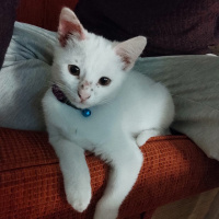 Van Kedisi, Kedi  Pitho fotoğrafı