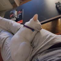 Van Kedisi, Kedi  Pitho fotoğrafı