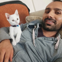 Van Kedisi, Kedi  Pitho fotoğrafı