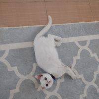 Van Kedisi, Kedi  Pitho fotoğrafı