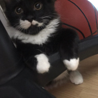 Tuxedo (Smokin) Kedi, Kedi  Lokum fotoğrafı