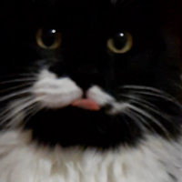 Tuxedo (Smokin) Kedi, Kedi  Lokum fotoğrafı