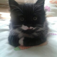 Tuxedo (Smokin) Kedi, Kedi  Lokum fotoğrafı