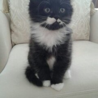 Tuxedo (Smokin) Kedi, Kedi  Lokum fotoğrafı