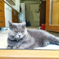 British Shorthair, Kedi  Duman fotoğrafı