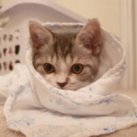 Scottish Fold, Kedi  Nazlı fotoğrafı