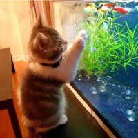 Scottish Fold, Kedi  Nazlı fotoğrafı