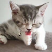 Scottish Fold, Kedi  Nazlı fotoğrafı