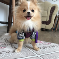 Pomeranyalı, Köpek  Gigi fotoğrafı