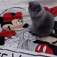 Scottish Fold, Kedi  Patik fotoğrafı