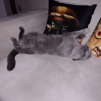 Scottish Fold, Kedi  Patik fotoğrafı