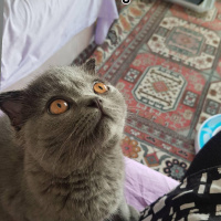 Scottish Fold, Kedi  Patik fotoğrafı