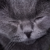 Scottish Fold, Kedi  Patik fotoğrafı