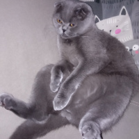Scottish Fold, Kedi  Patik fotoğrafı