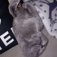 Scottish Fold, Kedi  Patik fotoğrafı