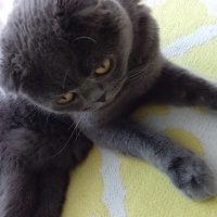 Scottish Fold, Kedi  Patik fotoğrafı