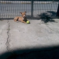 Amerikan Pitbull Terrier, Köpek  Mia fotoğrafı