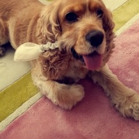 Amerikan Cocker Spaniel, Köpek  ŞİLA fotoğrafı