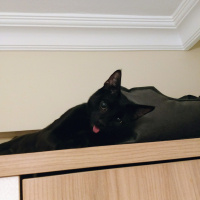 Tekir Kedi, Kedi  Zeytin fotoğrafı