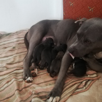 Amerikan Pitbull Terrier, Köpek  Yavrular fotoğrafı