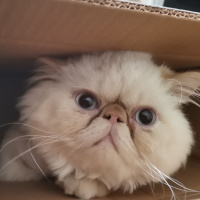 İran Kedisi (Persian), Kedi  Tarçın fotoğrafı