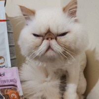 İran Kedisi (Persian), Kedi  Tarçın fotoğrafı
