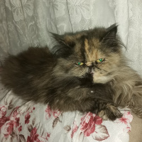 İran Kedisi (Persian), Kedi  Mia fotoğrafı