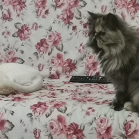 İran Kedisi (Persian), Kedi  Mia fotoğrafı