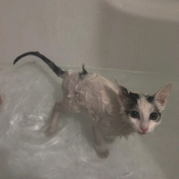 Tekir Kedi, Kedi  Nane fotoğrafı