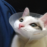 Tekir Kedi, Kedi  Nane fotoğrafı