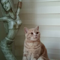 British Shorthair, Kedi  tarcın fotoğrafı