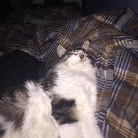 Norwegian Forest, Kedi  Kutup fotoğrafı