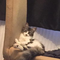 Norwegian Forest, Kedi  Kutup fotoğrafı