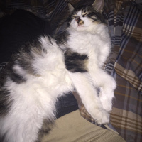 Norwegian Forest, Kedi  Kutup fotoğrafı