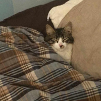 Norwegian Forest, Kedi  Kutup fotoğrafı