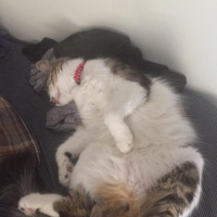 Norwegian Forest, Kedi  Kutup fotoğrafı