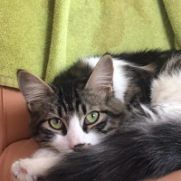 Norwegian Forest, Kedi  Kutup fotoğrafı