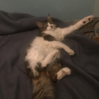 Norwegian Forest, Kedi  Kutup fotoğrafı