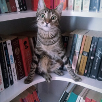 Tekir Kedi, Kedi  Minnoş fotoğrafı